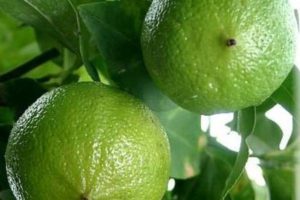 Bergamot eterische olie