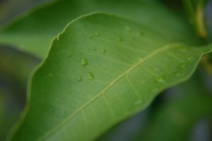Bergamot eterische olie